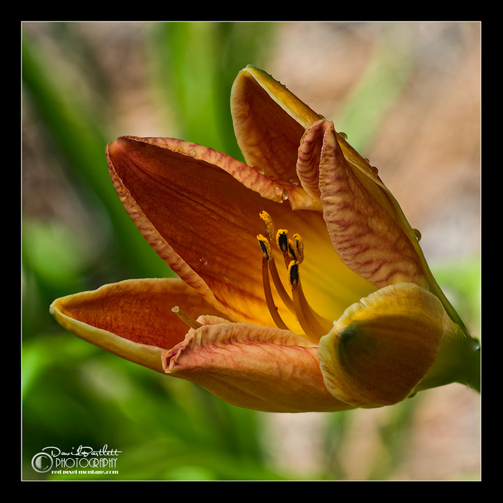 Day Lilly