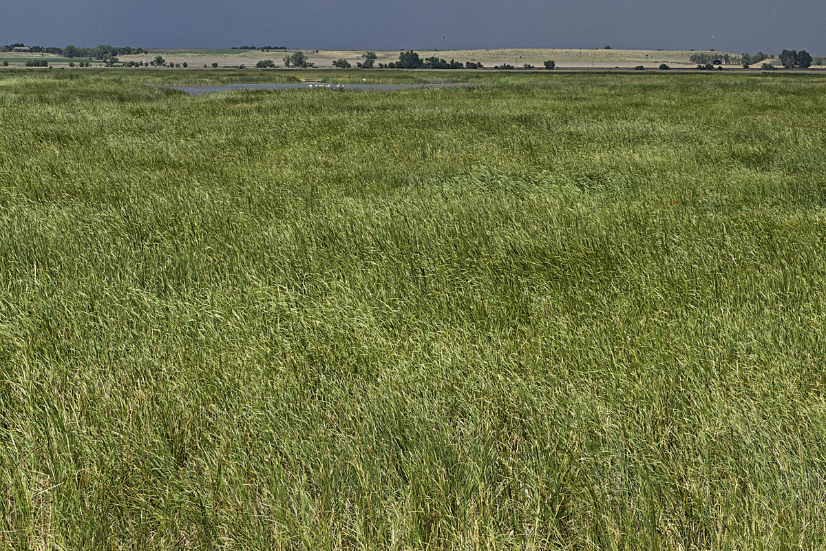 WC 494 - Marsh Grass