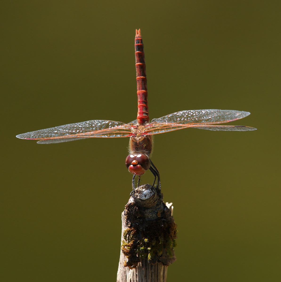 "SHOWOFF"!