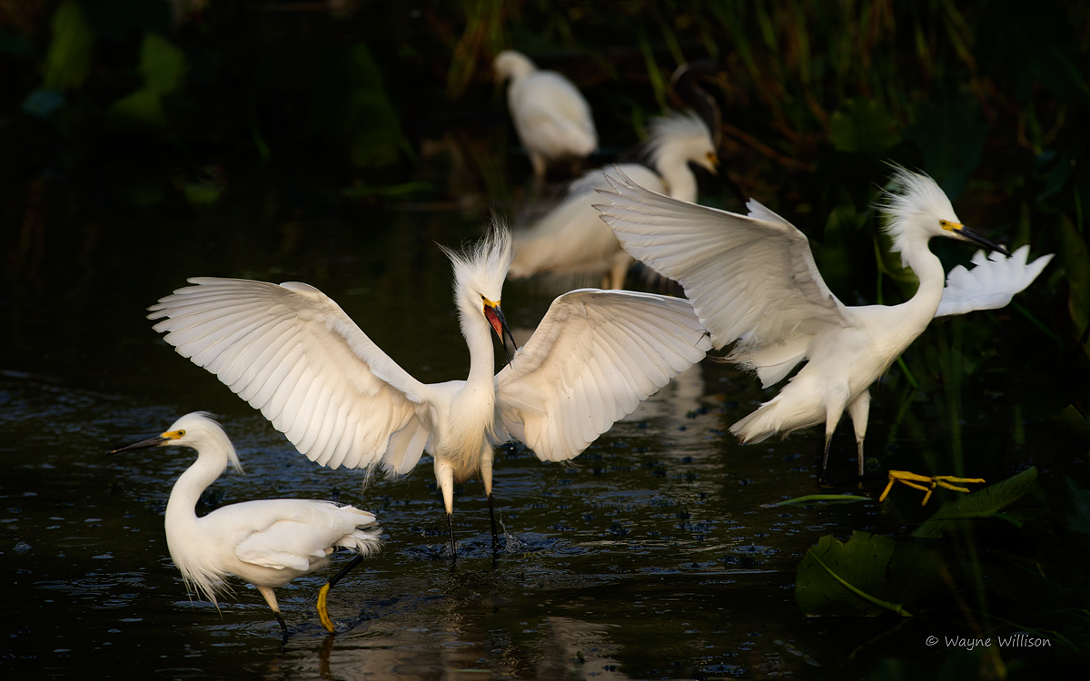 Feisty Egrets