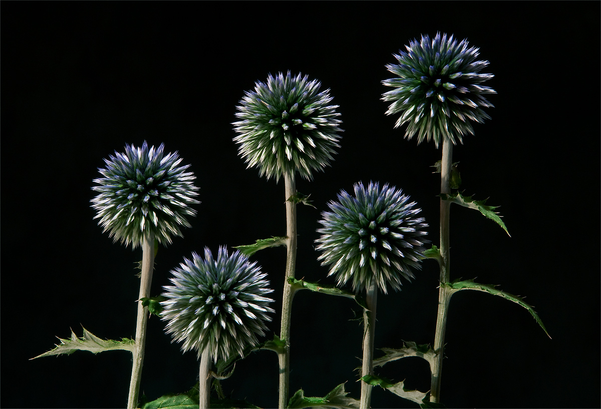 Thistle