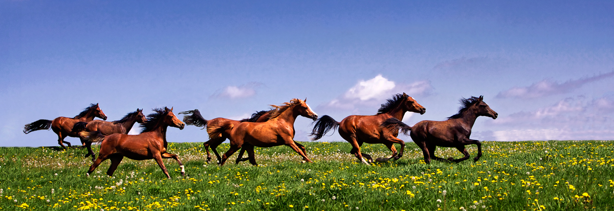 Galloping Horses