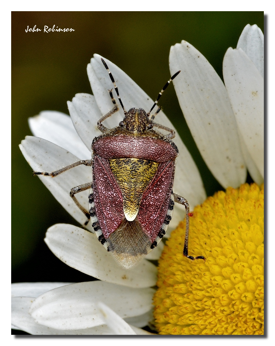 Shield Bug