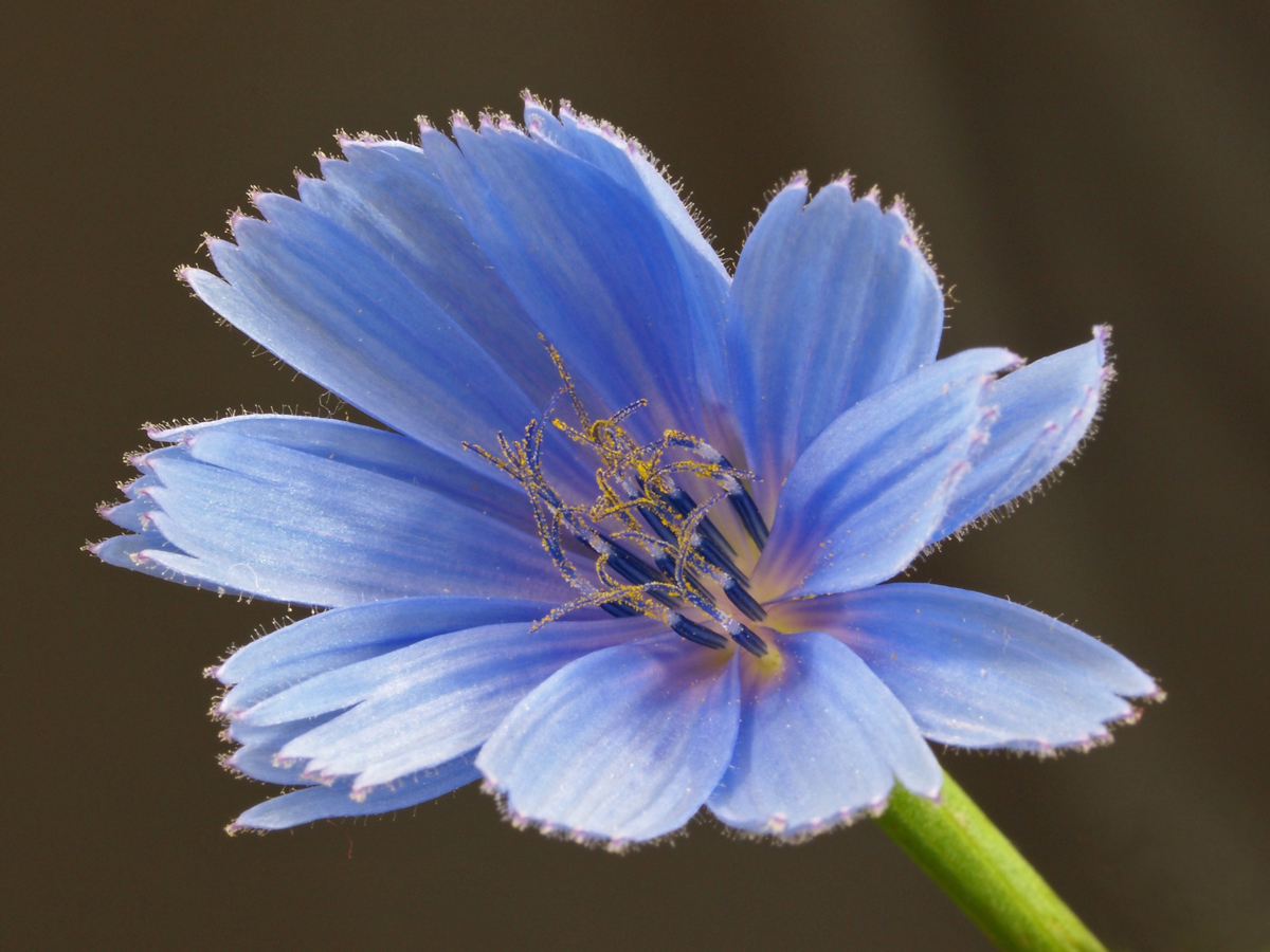 Wild Chicory
