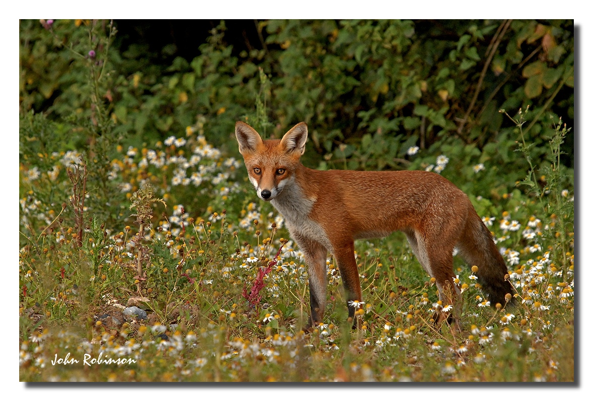 Red Fox