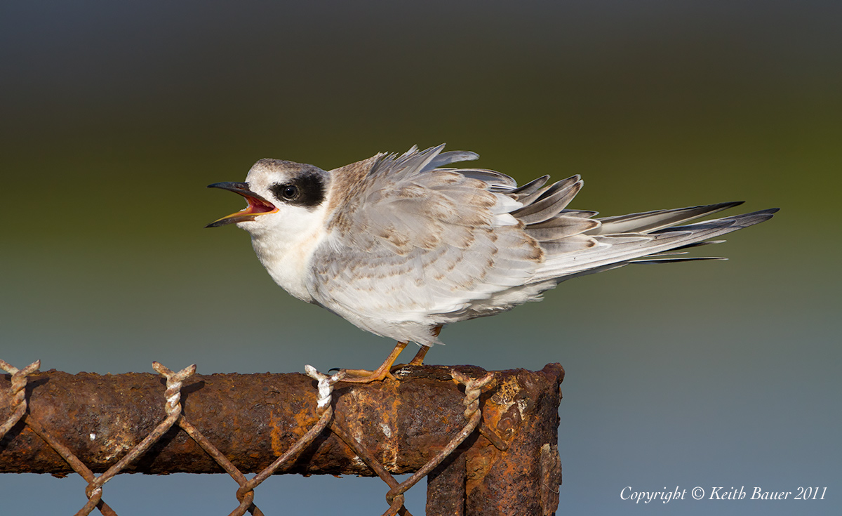 Fledgling Forster's Tern