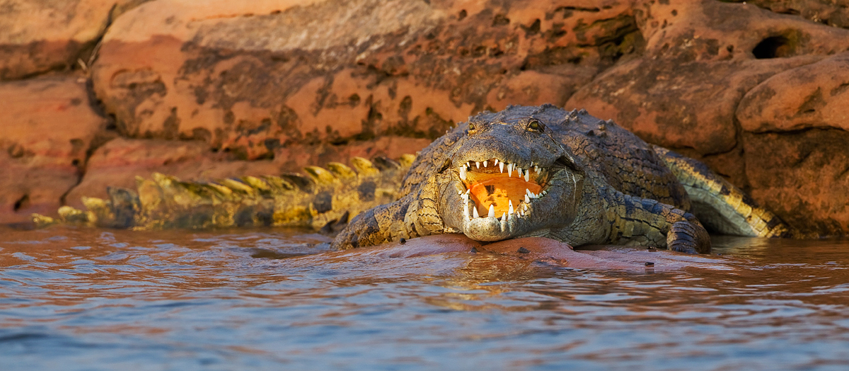 Crocodile