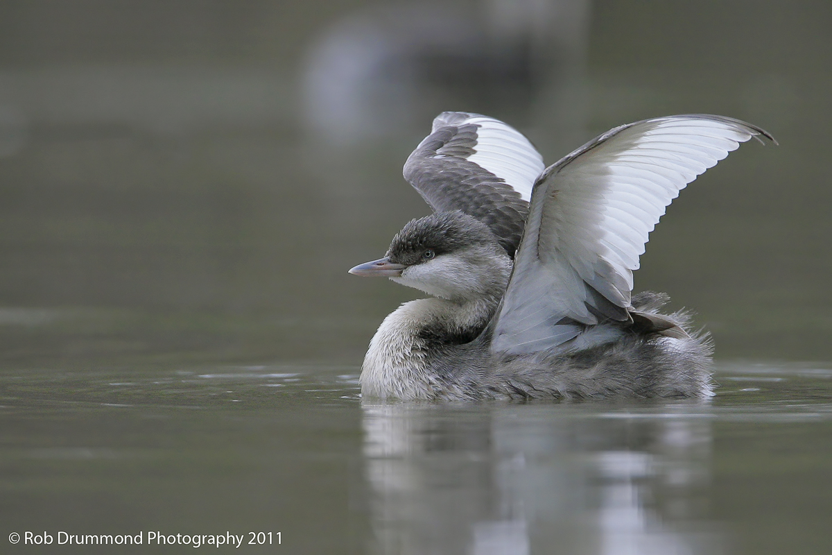 Hoary-headed Grebe