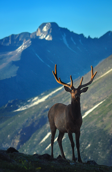 Trail Ridge Elk, RMNP