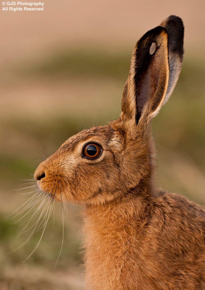 Brown Hare