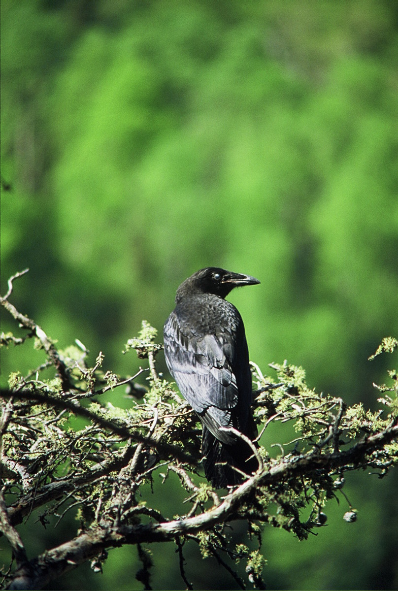 "Quothe The Raven"