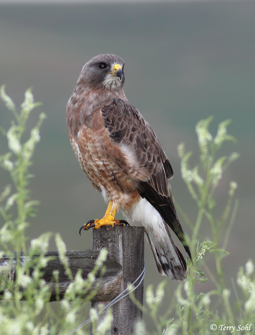 Swainson's Hawk