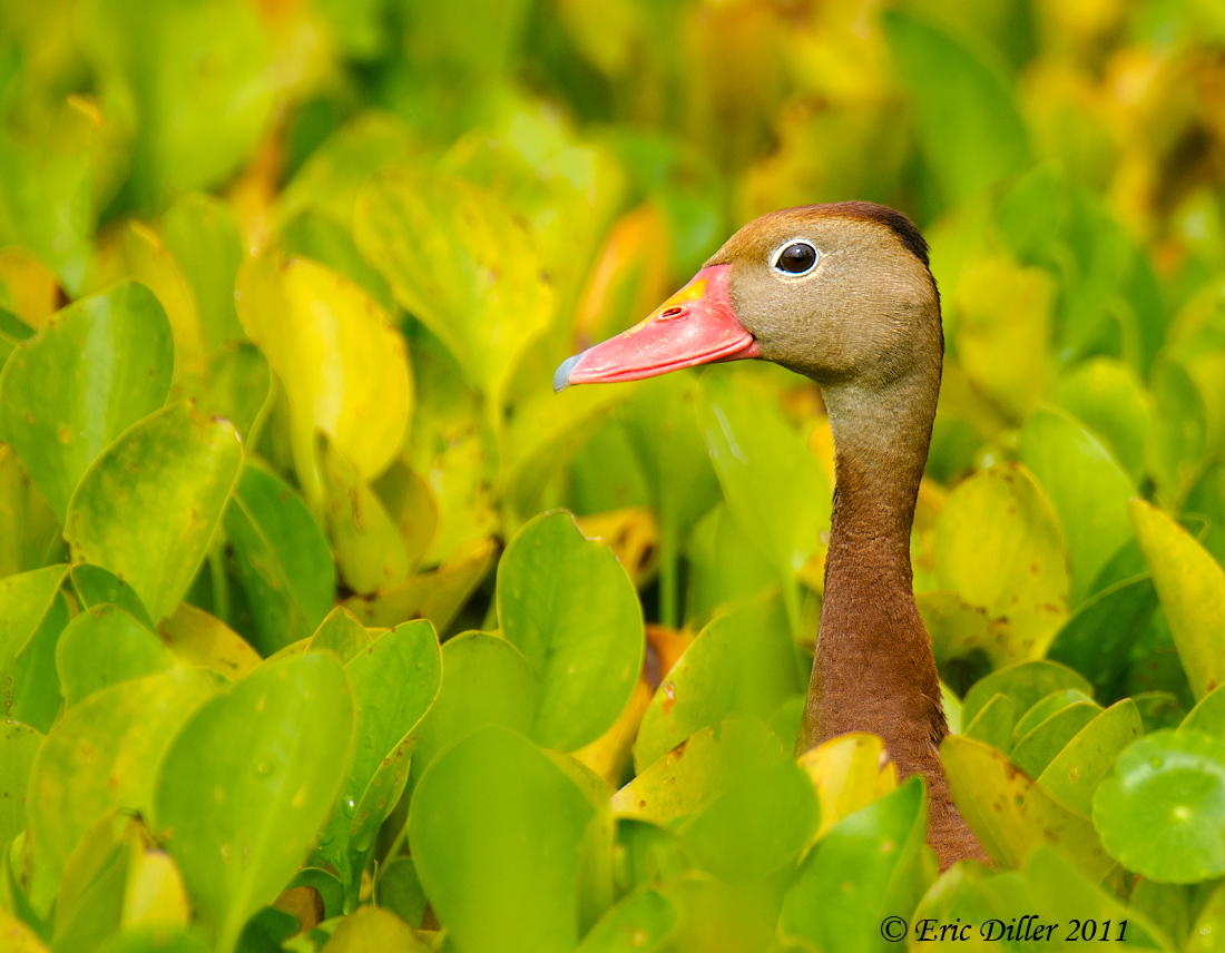 Black Bellied Whistling 