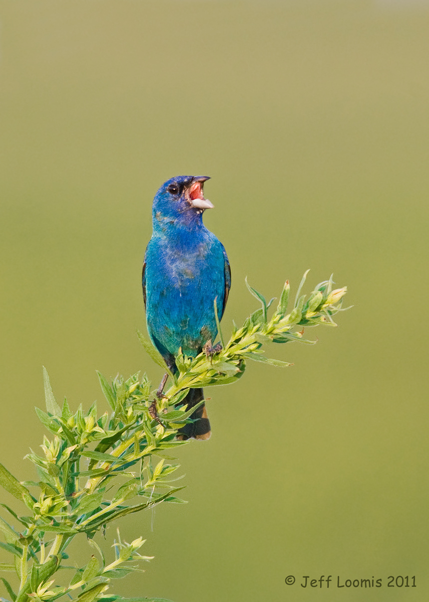 Indigo Bunting