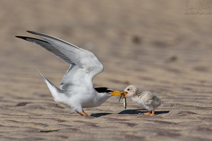 Least Tern and chick