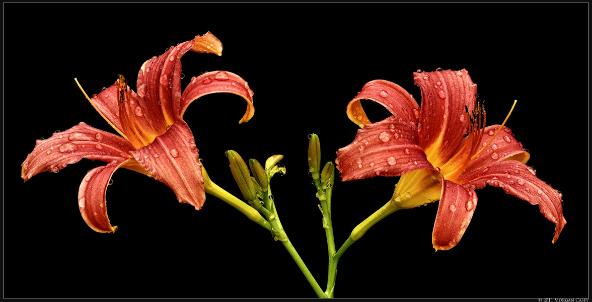 Day Lily #2