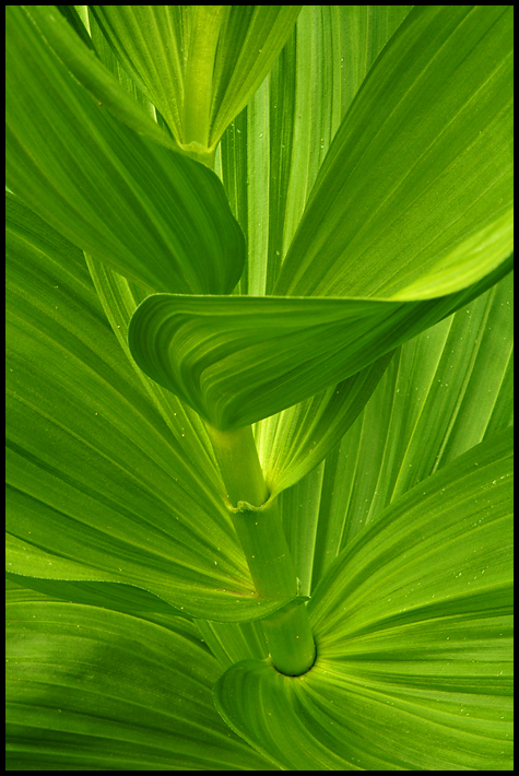 WC 494-Skunk Cabbage