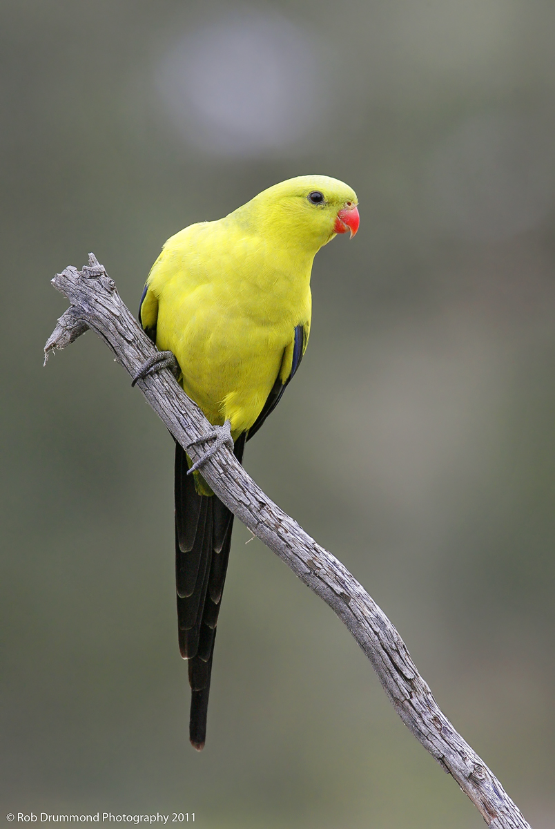 Regent Parrot