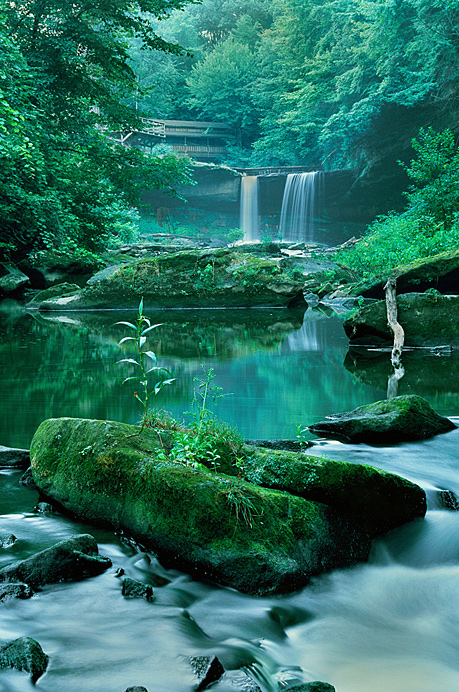The Green Cathedral