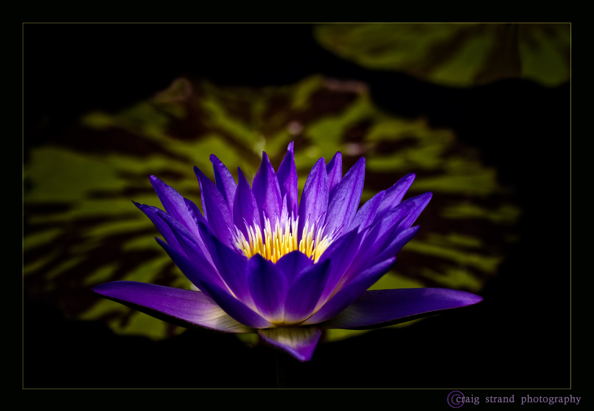 Water Lily