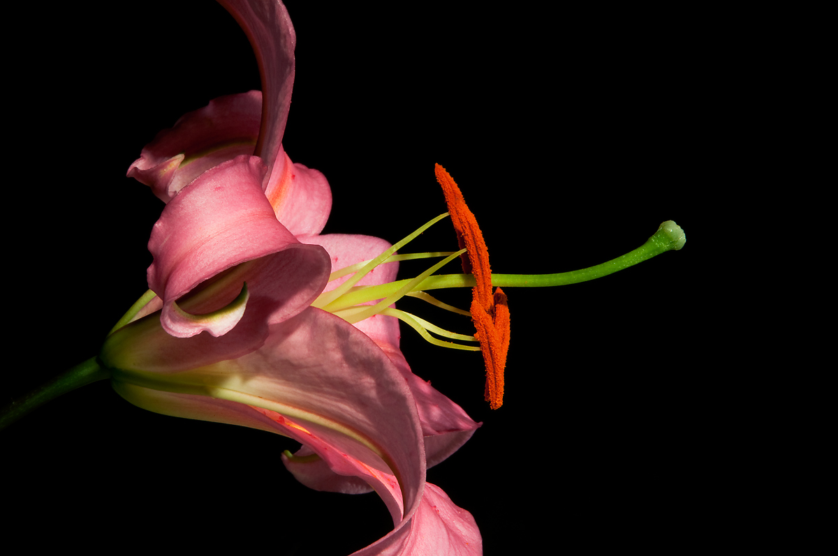 Stargazer
