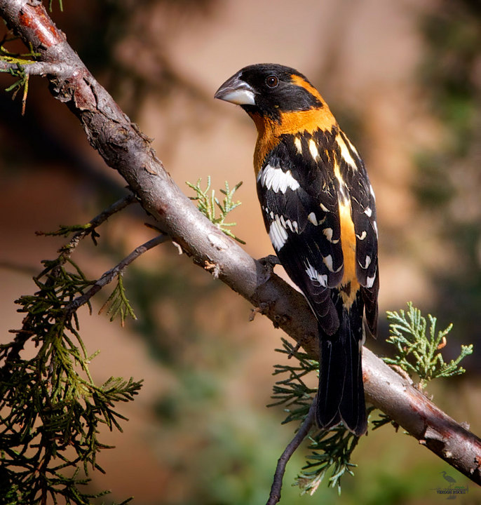 Black-headed Grosbeak