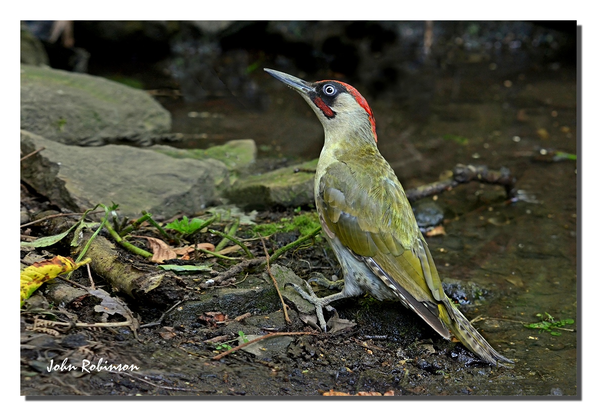 Green Woodpecker + rework