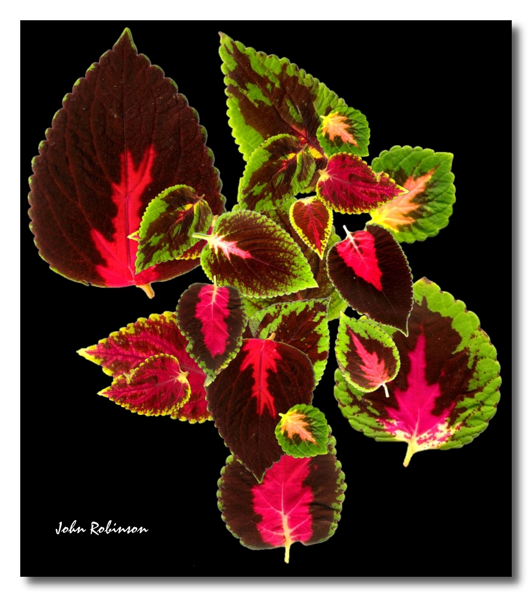 Leaves