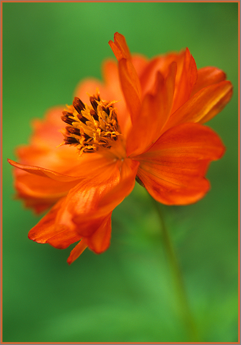 Orange Zinnia