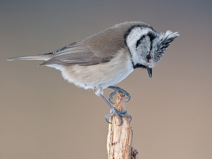 Crested tit