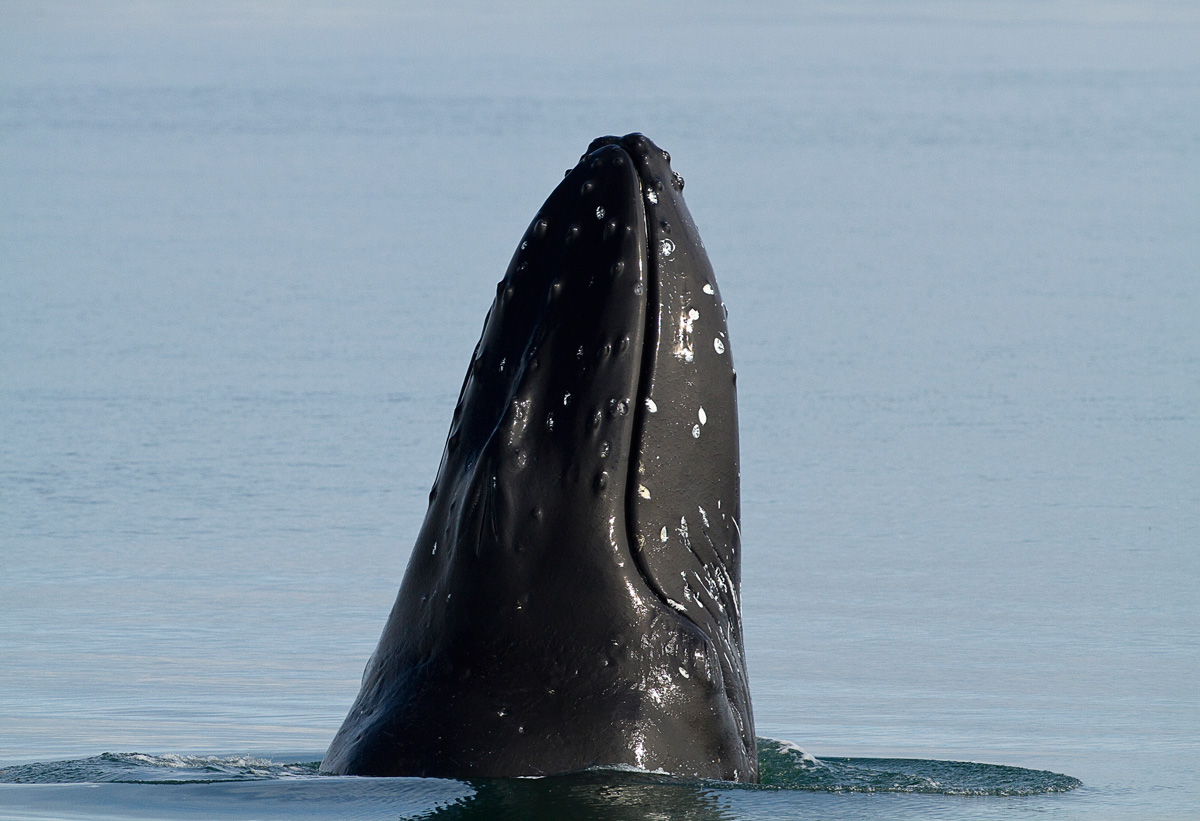 Breaching Humpback