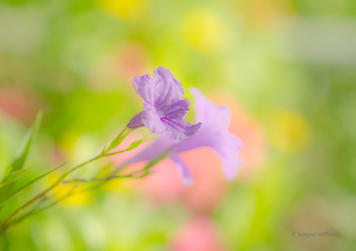 Summer Color
