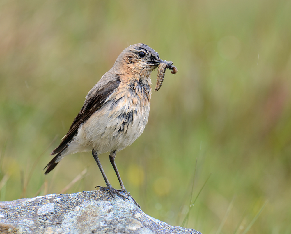 Wet  Wheatear