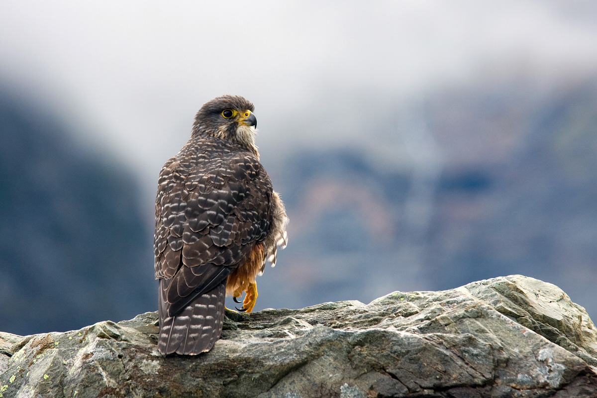 New Zealand falcon