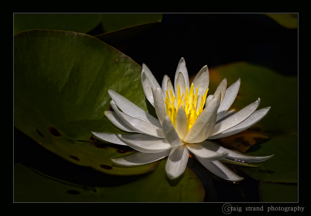 Water Lily