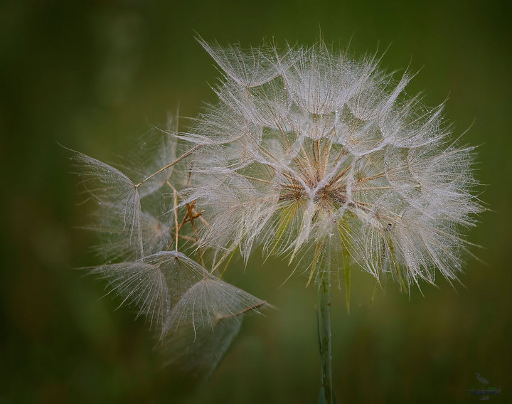 Fields Of Silver