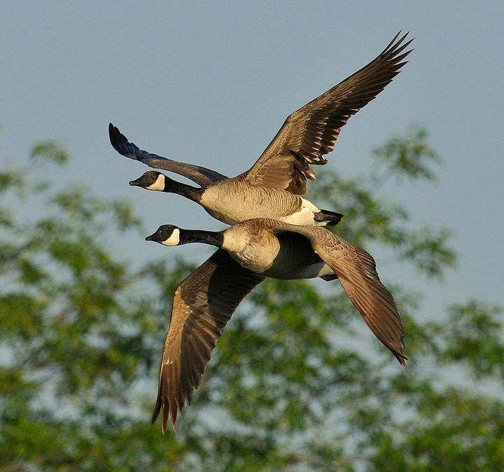canada geese