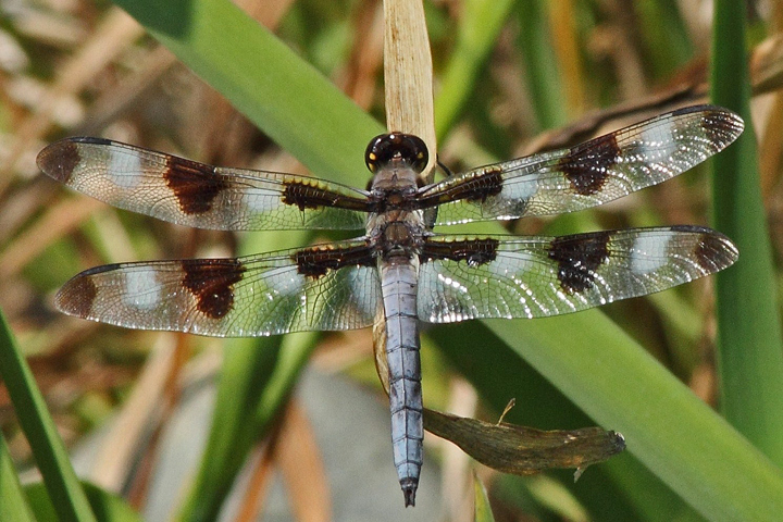 Dragonfly