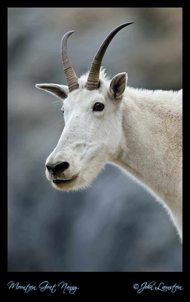 Mountain Goat Nanny