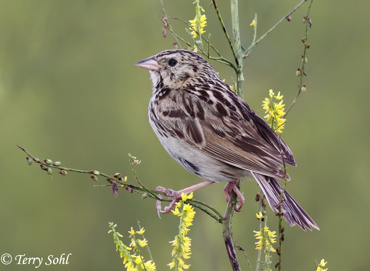 Baird's Sparrow