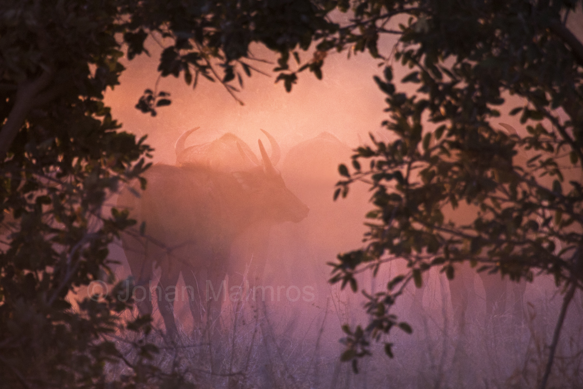 Sunset buffalos + Repost