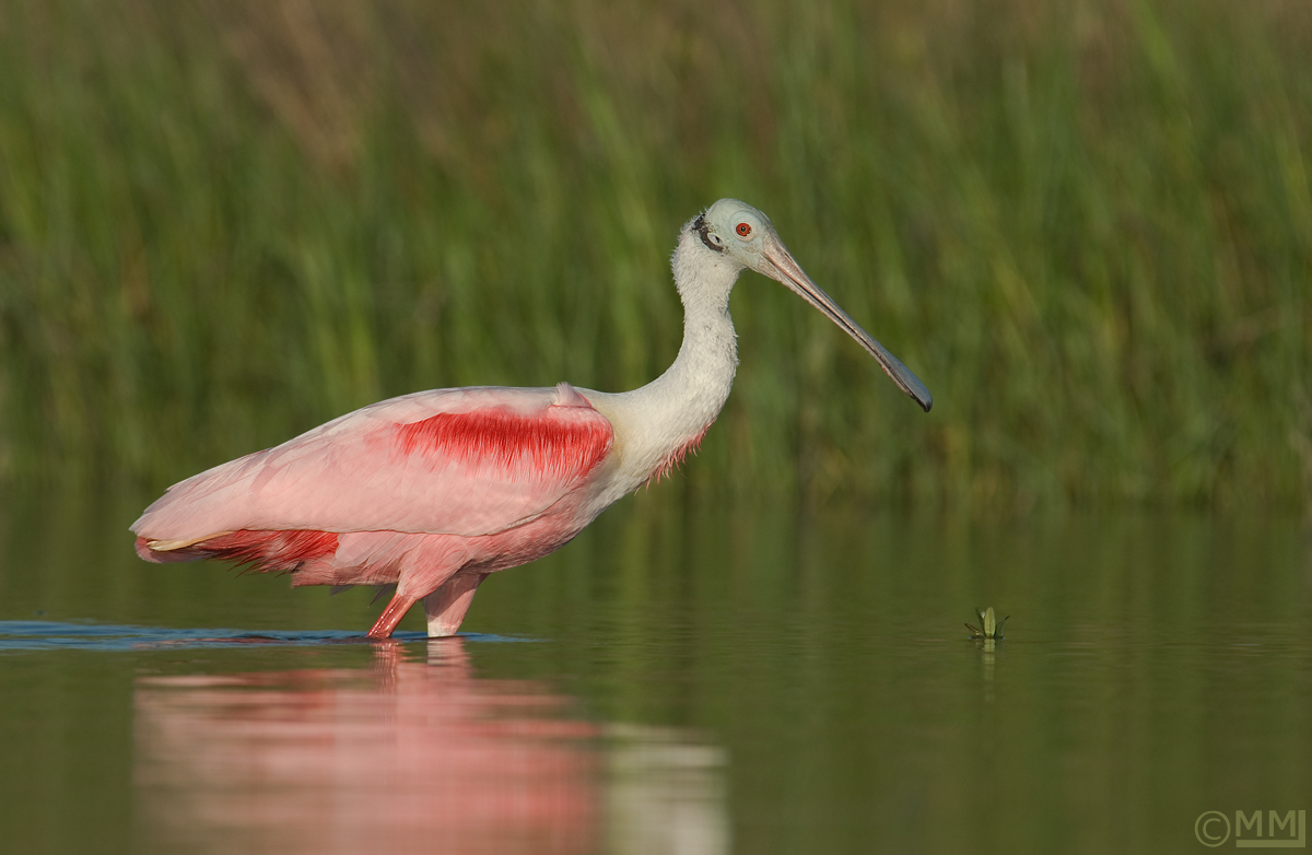 Roseate Spoonbill