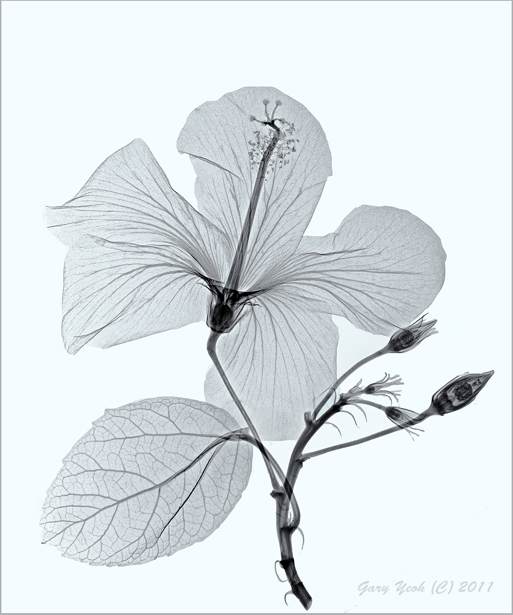 Hibiscus also