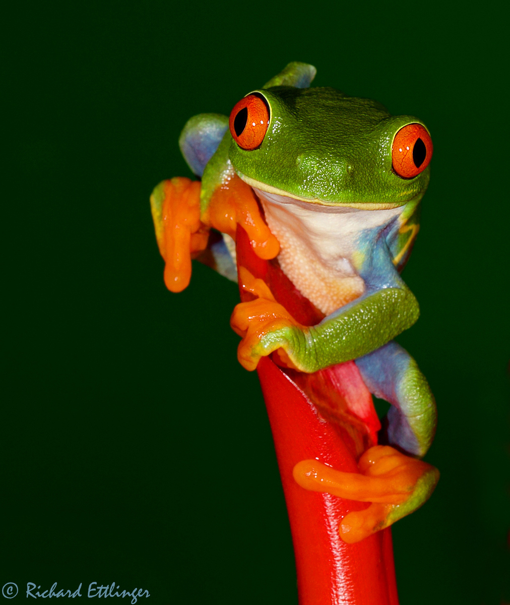 Red Eyed Tree Frog