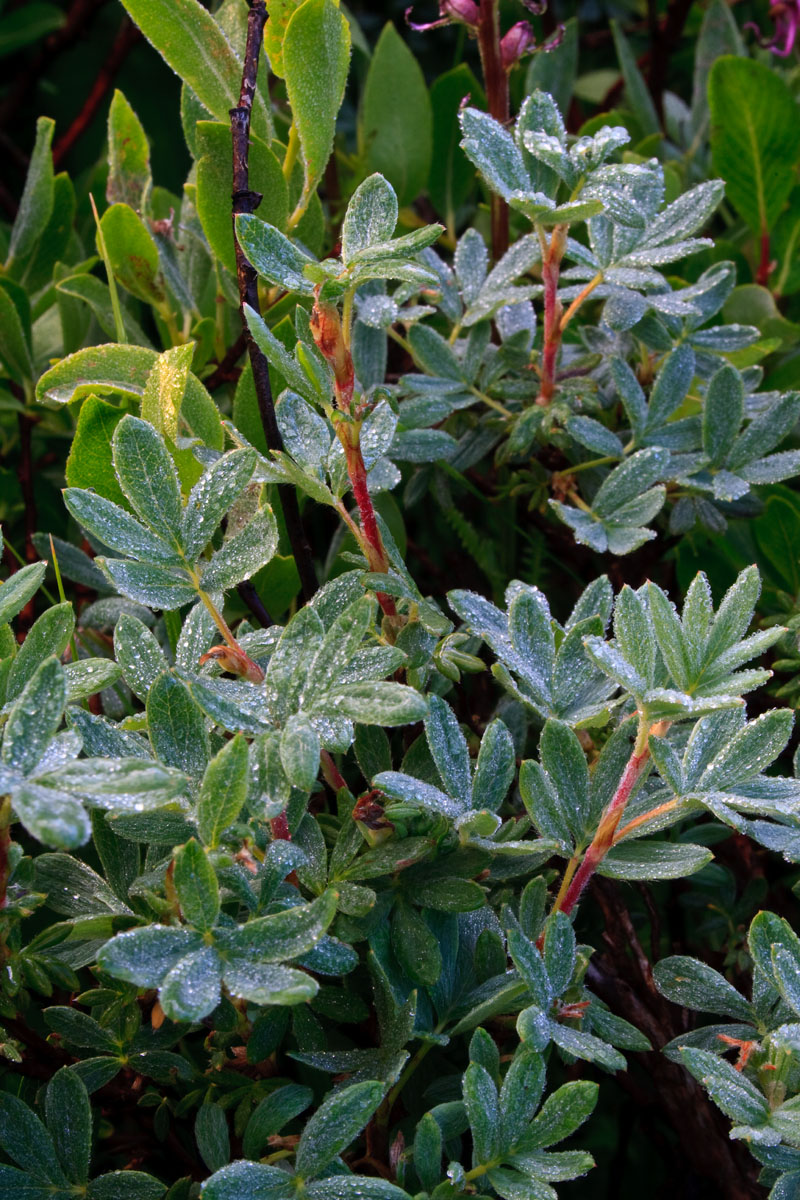 morning dew