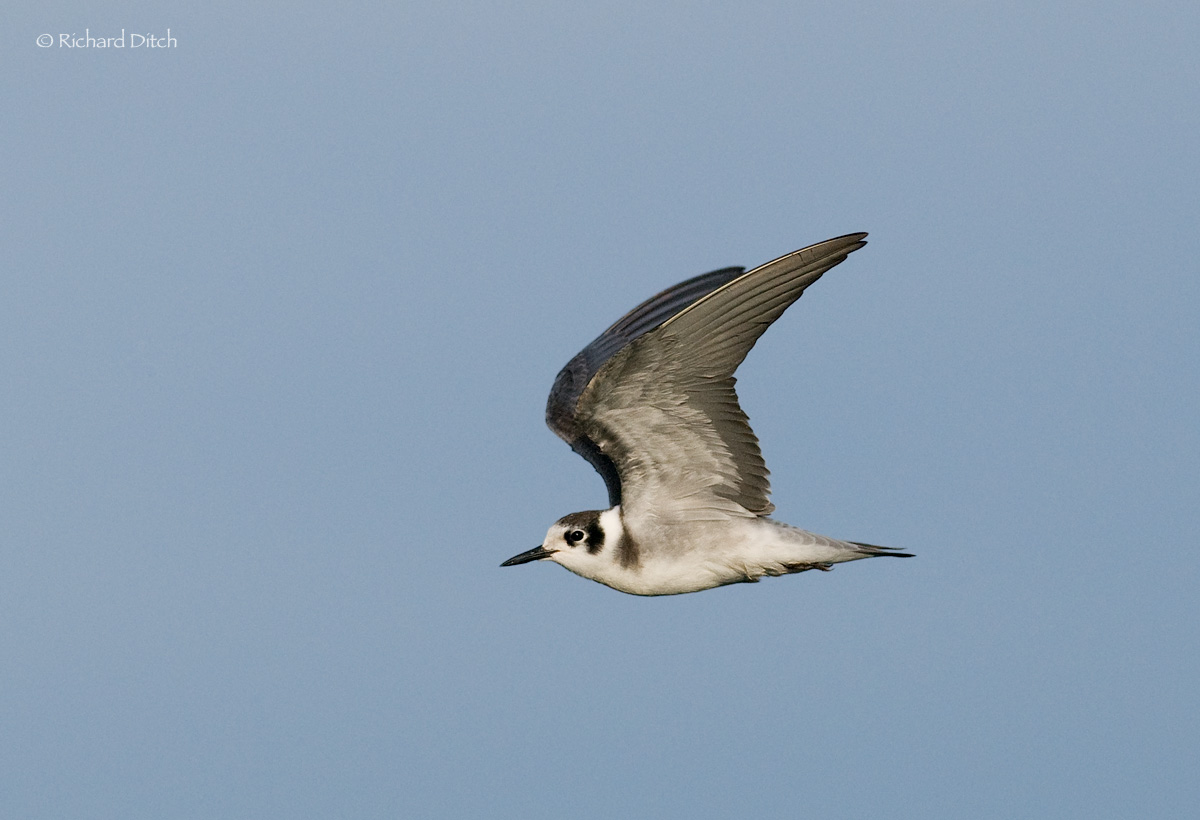 Black Tern