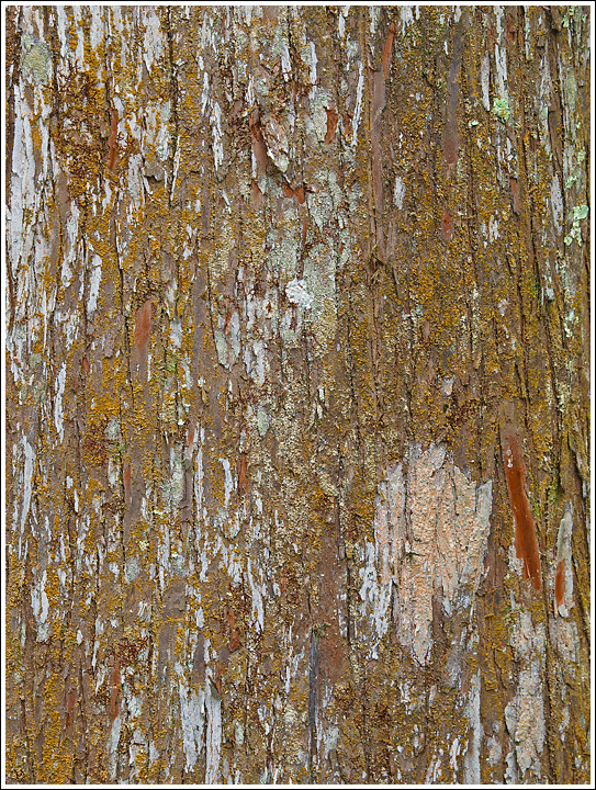 Symbiotic Cypress