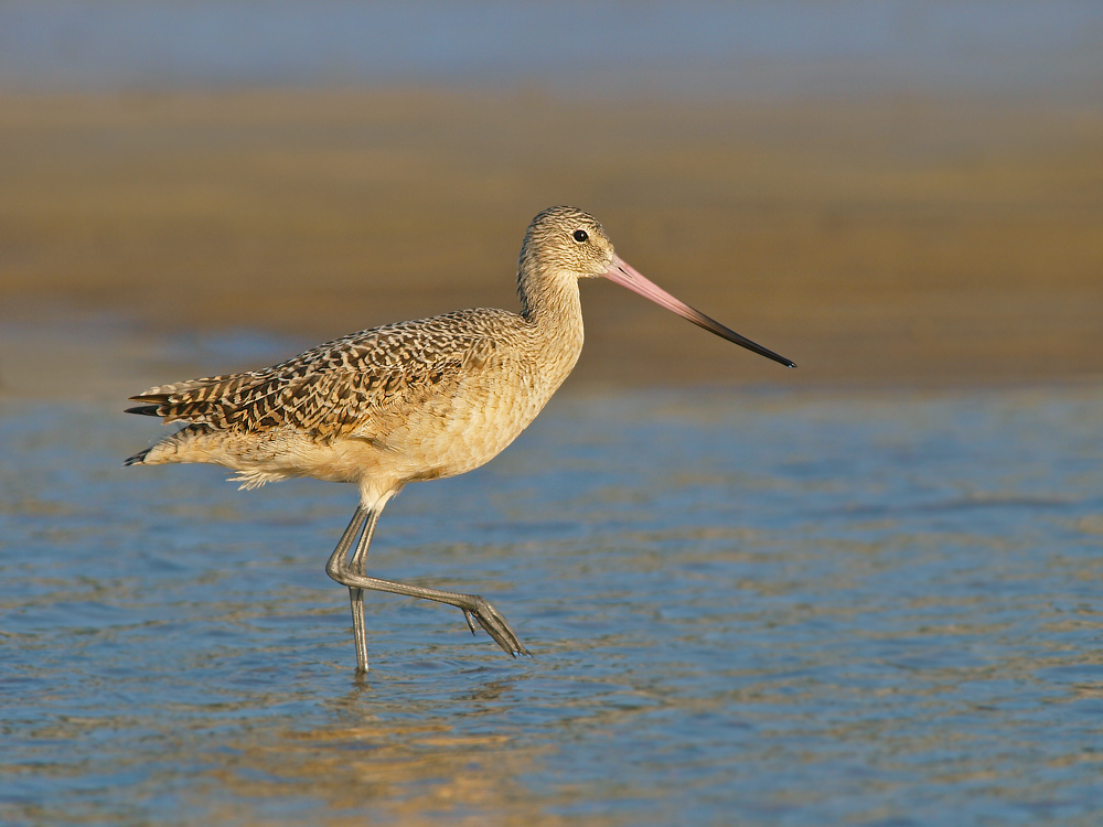 Godwit in Early Light