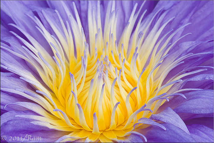 Waterlily