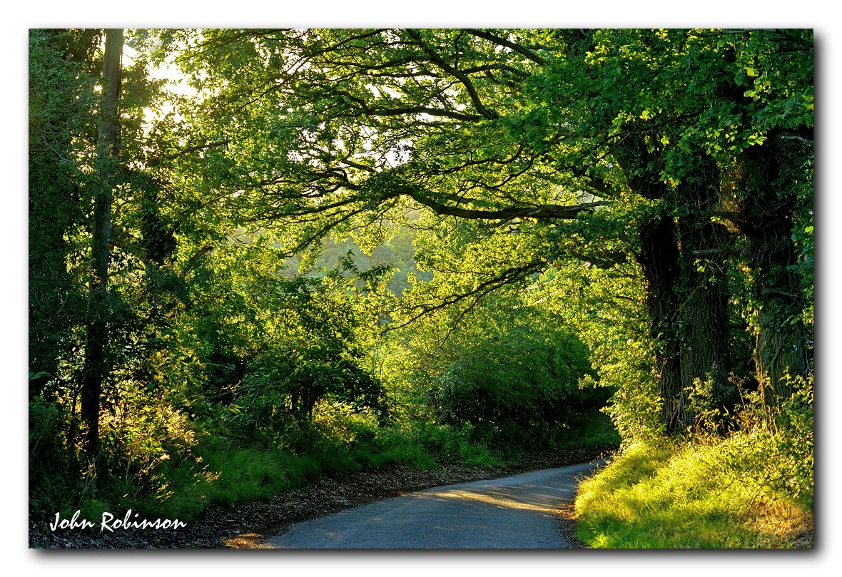 Country lane